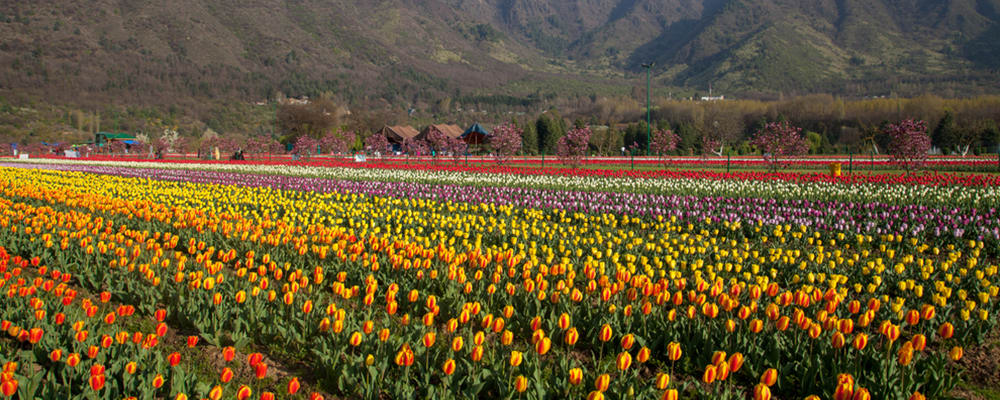 The Tulip Festival